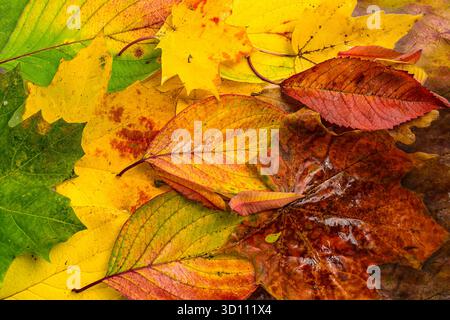 Herbstlaub, Vollformathintergrund mit wechselnden Farben von Grün zu Gelb, Orange und Rot, flache Lay-Fotografie, Konzept für die Herbstsaison und Natu Stockfoto