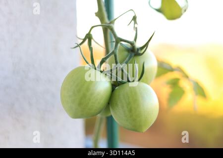 Unreife, grüne Kirschtomaten, die auf einer Weinrebe wachsen, in einem Topf-Balkongarten eines Wohnblocks Stockfoto