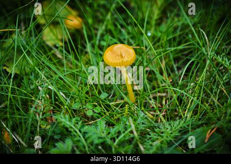 Oslo, Norwegen – 9. September 2025: Mycena acicula, auch bekannt als der Orangenhaubenpilz Stockfoto