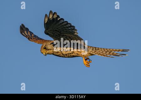Falco Tinnunkulus, der auf der Jagd nach Beute schwebt. Stockfoto
