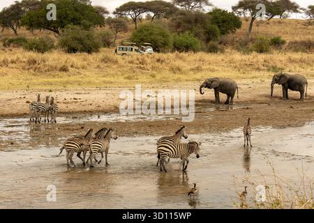 Plains Zebras (Equus quagga) überqueren ein flaches Flussbett mit afrikanischen Elefanten und einem Safari-Fahrzeug im Hintergrund Stockfoto