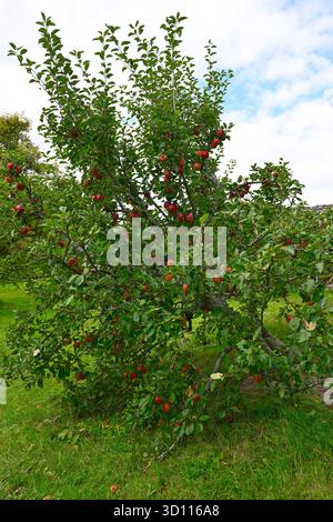 Anbau roter Herbstfrüchte des Apfels Jonathon UK Garden September Stockfoto