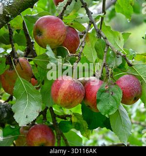 Anbau roter Herbstfrüchte des Apfels Jonathon UK Garden September Stockfoto