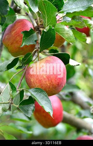 Anbau roter Herbstfrüchte des Apfels Jonathon UK Garden September Stockfoto