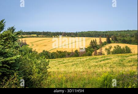 Farmfelder auf Hügeln auf Prince Edward Isalnd Kanada Stockfoto