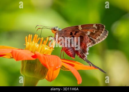 Langschwanz-Skipper Butterfly, Urbanus Proteus, auf einer orangefarbenen Blume Stockfoto