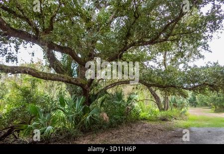Myakkahatchee Creek Environmental Park in North Port, Florida, USA Stockfoto