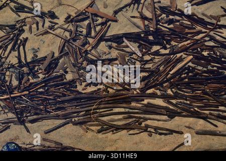 Kleine Holzzweige unter Wasser auf Sandgrund. Kleine Treibholzstücke und ein Sandstrand. Stockfoto