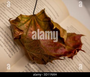 Herbstblatt auf offenem Buch, Nahaufnahme Stillleben mit warmem Licht und geringer Schärfentiefe Stockfoto