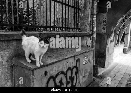 Plovdiv, Bulgarien - 7. August 2025: Schwarzweiß-Foto einer Straßenkatze, die auf einem Graffiti-bedeckten Versorgungskasten in einer alten Gasse in Plovdiv, BU steht Stockfoto
