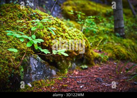 Üppiger, Moosbedeckter Waldboden Mit Junger Grüner Pflanze Und Strukturierter Erde Stockfoto