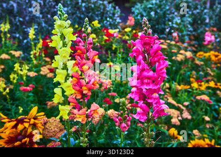 Bunte Snapdragon Blumen in Blüte mit üppigem Wildblumengarten Hintergrund Stockfoto