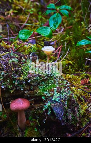 Waldboden Pilze Moos und Waldpflanzen aus nächster Nähe Stockfoto