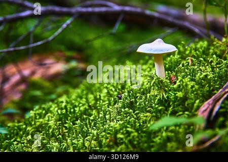 Weißer Pilz wächst in üppigem grünem Moos auf Waldboden aus nächster Nähe Stockfoto