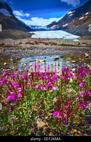 Wildblumen blühen in der Nähe des Gletschers mit zerklüfteter Berglandschaft in hellem Sommersonnenlicht Stockfoto