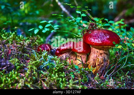 Roter Pilzhaufen auf moosbewachsenem Waldboden mit üppig grünem Laub Stockfoto