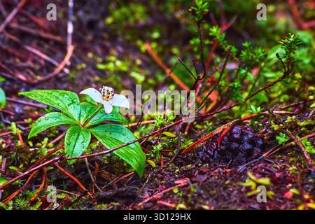 Frischer Green Forest Floor Mit Taufweißen Wildblumen Und Tannenzapfen Aus Nächster Nähe Stockfoto