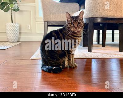 Meine verwöhnten Katzen Stockfoto