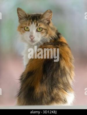 Eine verdächtige streunende oder verwilderte Calico-Katze, die sich auf der Motorhaube des Autos erwärmt. Fremont, Alameda County, Kalifornien. Stockfoto