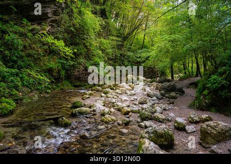 Wunderschöner Fluss, der durch einen geschlossenen Canyon im Kozjak Wald fließt, Triglav, Slowenien. Stockfoto
