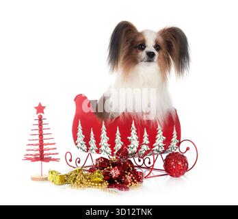 Papillon Hund vor weißem Hintergrund Stockfoto