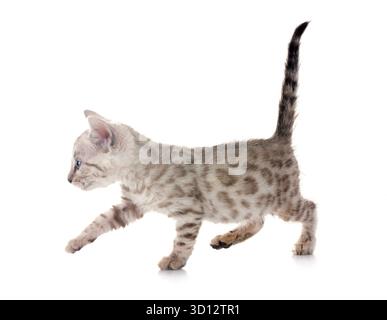 Bengal Katze vor weißem Hintergrund Stockfoto