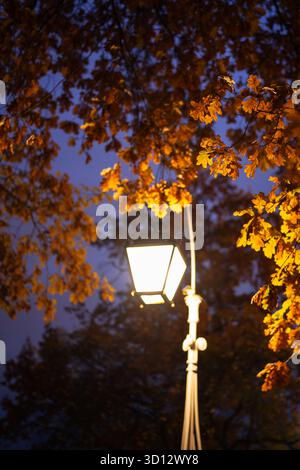 Die Straßenlaterne leuchtet mit warmem Licht gegen das goldene Laub der Eiche im spätabends herbstlichen Stadtgarten Stockfoto