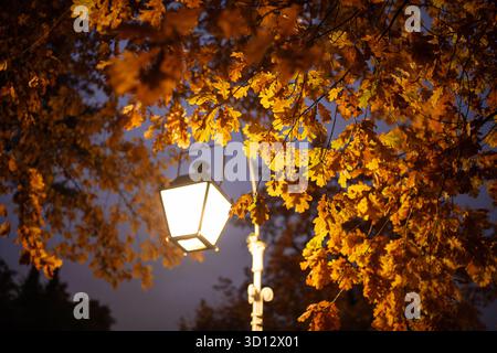 Die Straßenlaterne leuchtet mit warmem Licht gegen das goldene Laub der Eiche im spätabends herbstlichen Stadtgarten Stockfoto