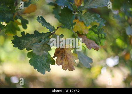 Herbst Blätter an einem Baum Stockfoto