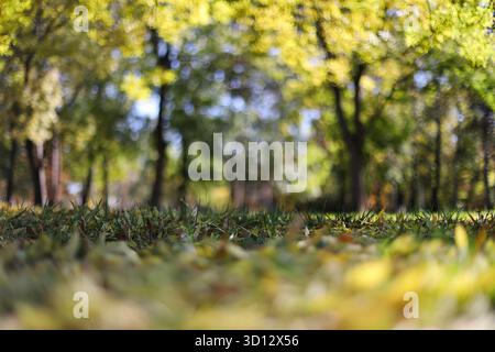 Herbstlaub im park Stockfoto