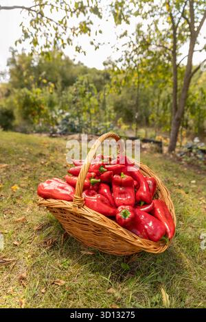 Korb gefüllt mit süßen Bio-Paprika Stockfoto