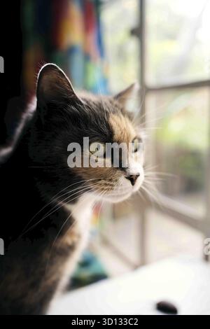 Hauskatze vor einem Fenster Stockfoto