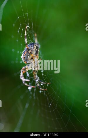 Eine europäische Gartenspinne sitzt in ihrem Orgelnetz und wartet auf Beute. Die Spinne nutzt ihr Netz, um Insekten für Nahrung zu fangen. Stockfoto