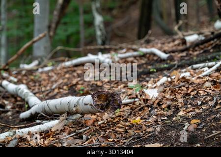 Gefallene Birkenstämme verfallen auf einem Waldboden, der mit Blättern bedeckt ist. Die Natur gewinnt das Holz zurück, gibt Nährstoffe in den Boden zurück und fördert neues Wachstum. Stockfoto