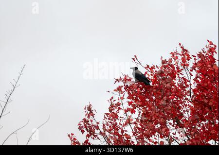 Berlin, Deutschland. Oktober 2025. Eine Krähe sitzt auf einem Baum mit roten Blättern im Regierungsbezirk. Quelle: Christophe Gateau/dpa/Alamy Live News Stockfoto