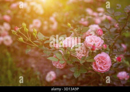 Üppige Buschrosen mit Beleuchtung. Wunderschöne Rose. Artikel über die Pflege von Rosen. Der Sträucher blüht. Fotos für gedruckte Produkte. Rosafarbene Blumen. Illumina Stockfoto