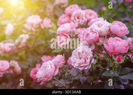 Üppige Buschrosen mit Beleuchtung. Wunderschöne Rose. Artikel über die Pflege von Rosen. Der Sträucher blüht. Fotos für gedruckte Produkte. Rosafarbene Blumen. Illumina Stockfoto