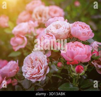 Üppige Buschrosen mit Beleuchtung. Wunderschöne Rose. Artikel über die Pflege von Rosen. Der Sträucher blüht. Fotos für gedruckte Produkte. Rosafarbene Blumen. Illumina Stockfoto