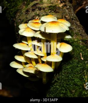 Ein Pilz, der im Herbst in Laubwäldern gefunden wurde. Die Schwefeltuft ist für den Menschen ungenießbar, wird aber von Schnecken, Schnecken und verschiedenen Insekten gegessen Stockfoto