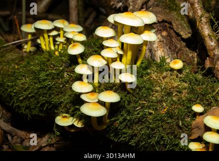 Ein Pilz, der im Herbst in Laubwäldern gefunden wurde. Die Schwefeltuft ist für den Menschen ungenießbar, wird aber von Schnecken, Schnecken und verschiedenen Insekten gegessen Stockfoto