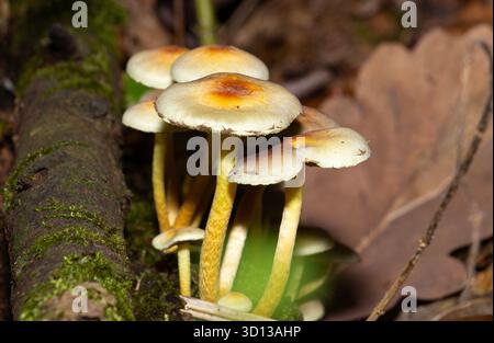 Ein Pilz, der im Herbst in Laubwäldern gefunden wurde. Die Schwefeltuft ist für den Menschen ungenießbar, wird aber von Schnecken, Schnecken und verschiedenen Insekten gegessen Stockfoto