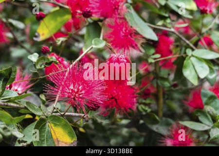 Rote puderpuff-Blüten, Calliandra-Hämatocephala-Baum im Freien Stockfoto