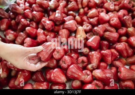 Frisches Wachsapfel auf dem Marktplatz Stockfoto