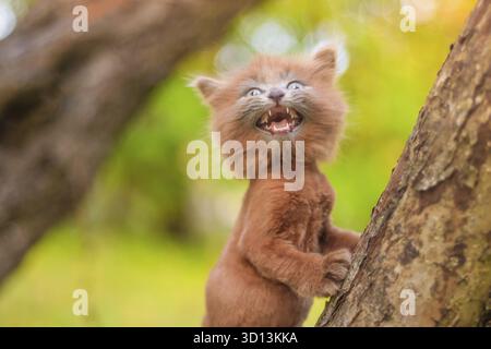 Kleines Kätzchen, das auf einem Baum sitzt. Das Kätzchen läuft. Haustier. Herbstfoto mit einem Tier. Flauschige rauchige Katze mit Haarschnitt. Groommer Haarschnitt Katze Stockfoto