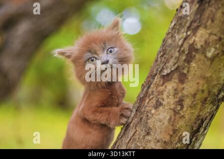 Kleines Kätzchen, das auf einem Baum sitzt. Das Kätzchen läuft. Haustier. Herbstfoto mit einem Tier. Flauschige rauchige Katze mit Haarschnitt. Groommer Haarschnitt Katze Stockfoto