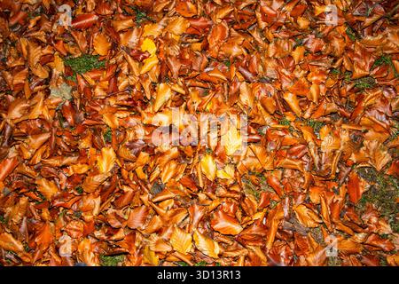 Die Buche ist eine weit verbreitete Art, die in den Laubwäldern Großbritanniens vorkommt. Im Herbst schmücken ihre goldenen Bronzeblätter die Waldböden Stockfoto