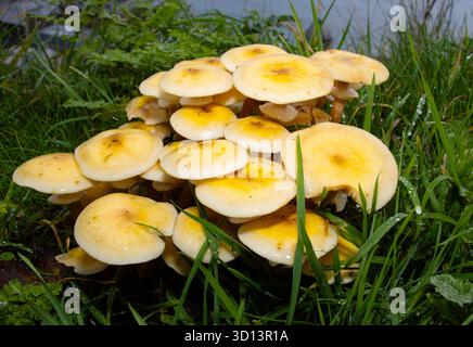 Ein Pilz, der im Herbst in Laubwäldern gefunden wurde. Die Schwefeltuft ist für den Menschen ungenießbar, wird aber von Schnecken, Schnecken und verschiedenen Insekten gegessen Stockfoto