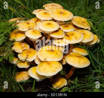 Ein Pilz, der im Herbst in Laubwäldern gefunden wurde. Die Schwefeltuft ist für den Menschen ungenießbar, wird aber von Schnecken, Schnecken und verschiedenen Insekten gegessen Stockfoto