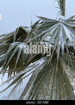 Nahaufnahme von grünen Palmenblättern, die im Winter teilweise mit Schnee bedeckt sind. Das Foto zeigt eine tropische Pflanze bei kalter Witterung mit einem kontrastierenden warmen Klima Stockfoto
