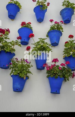 Wunderschöne weiße Wände mit bunten Blumen dekoriert - Altstadt, Blumenstraße oder Calleja de las Flores in Cordoba, Spanien Stockfoto